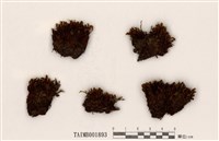 藏品(提燈苔屬)的圖片